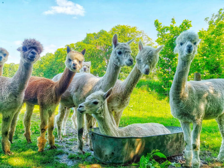 alpacaly_ever_after1